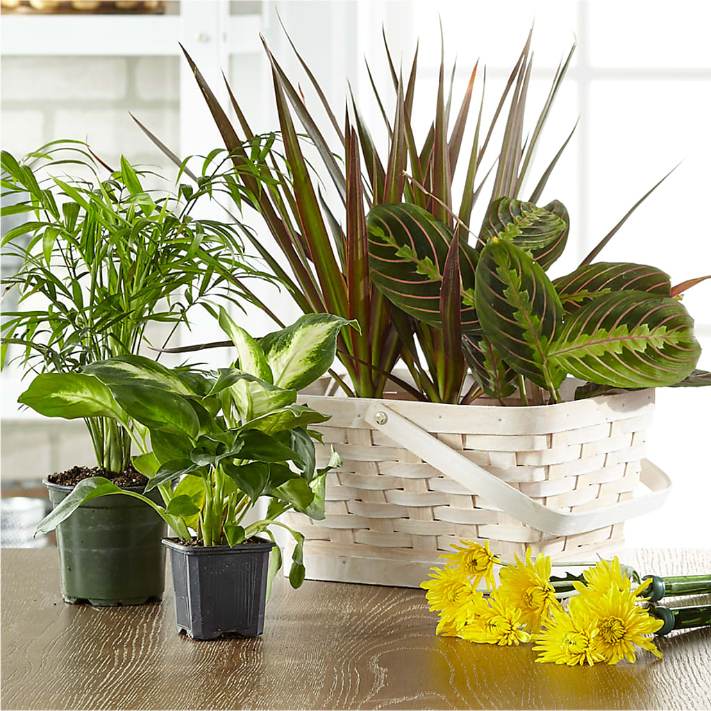 Florist Designed Blooming and Green Plants in a Basket – Nicholasville Florist, Nicholasville KY