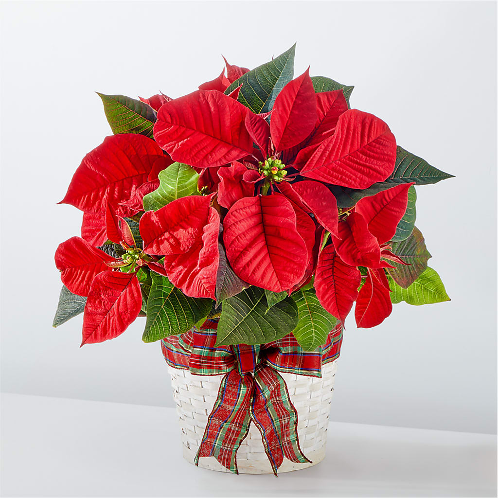 Happiest Holidays Poinsettia – Nicholasville Florist, Nicholasville KY