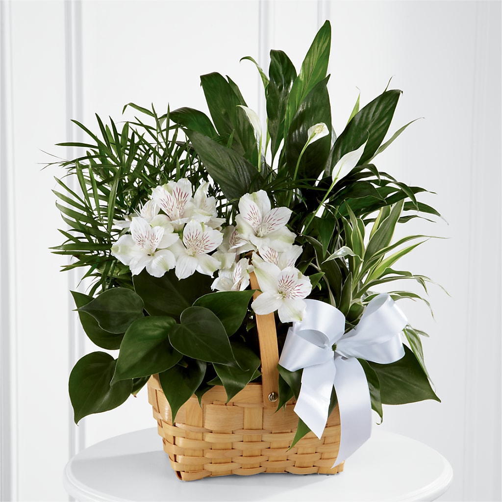 Peace & Serenity Dishgarden – Nicholasville Florist, Nicholasville KY