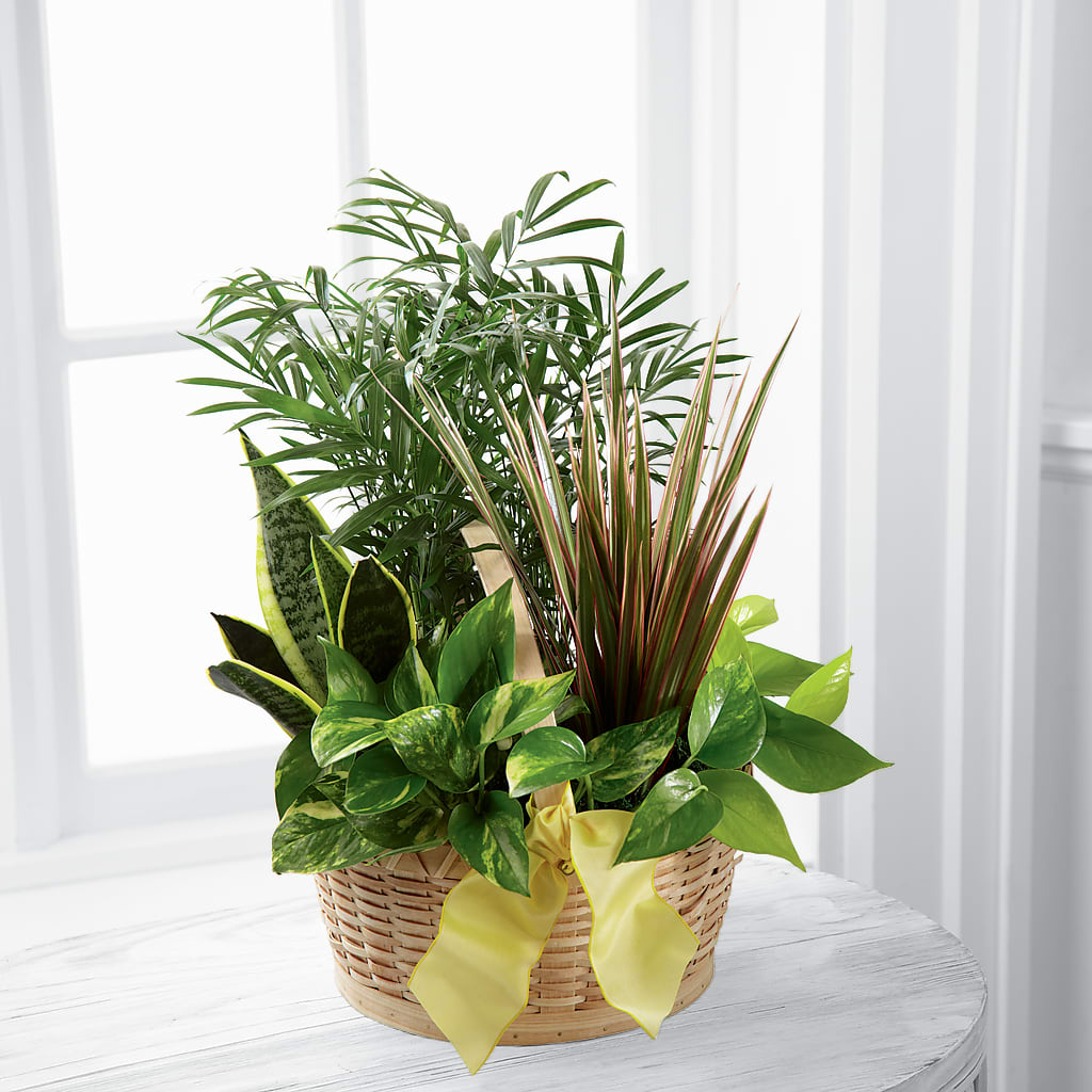 French Garden – Nicholasville Florist, Nicholasville KY