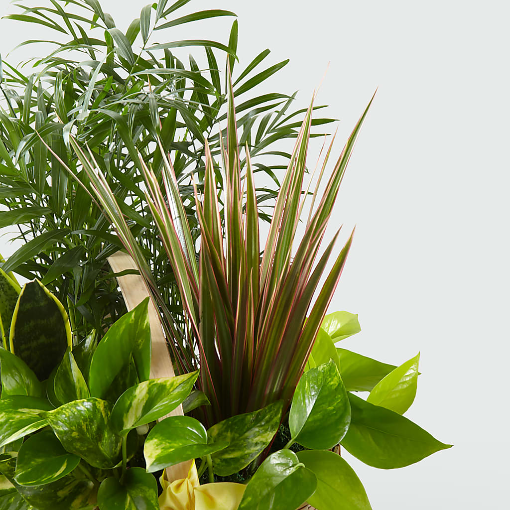 French Garden – Nicholasville Florist, Nicholasville KY