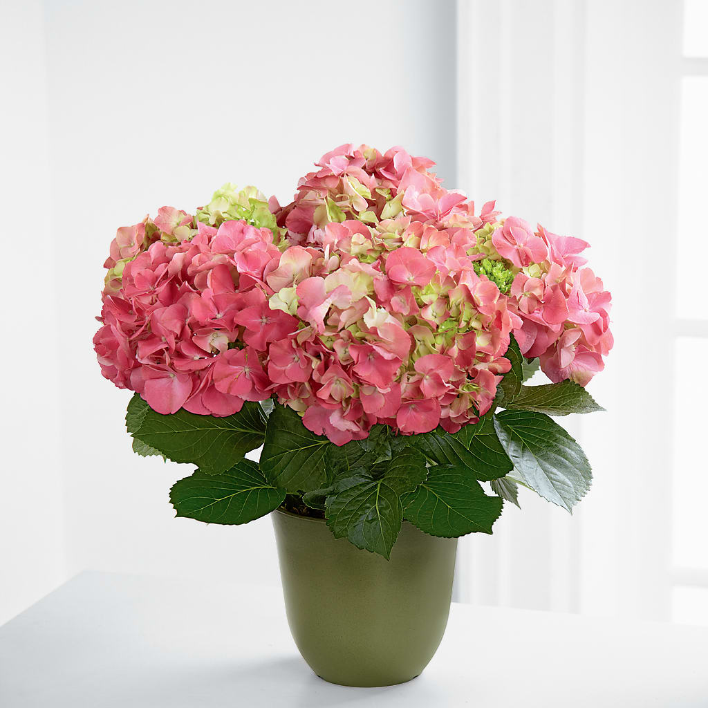 pot for hydrangea plant Pink Hydrangea Planter – flower arrangement | Nicholasville, KY