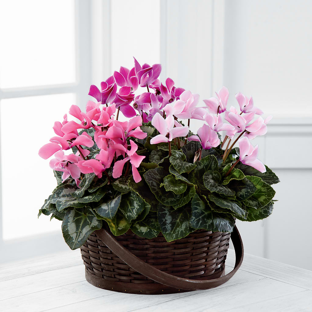 Mixed Cyclamen Planter – Nicholasville Florist, Nicholasville KY