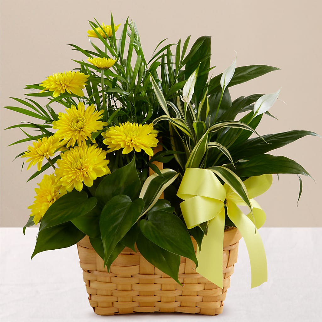 Loving Light Dishgarden – Nicholasville Florist, Nicholasville KY