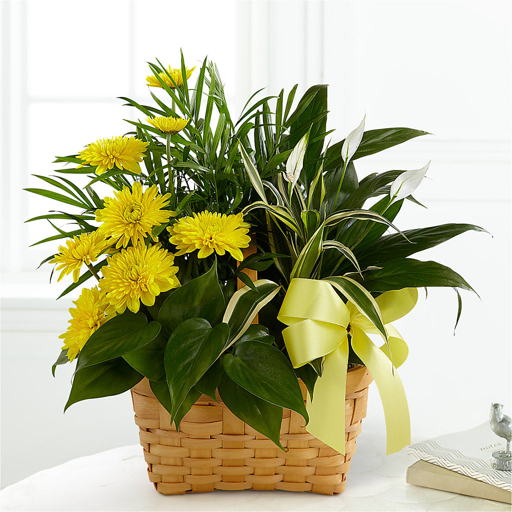 Loving Light Dishgarden – Nicholasville Florist, Nicholasville KY