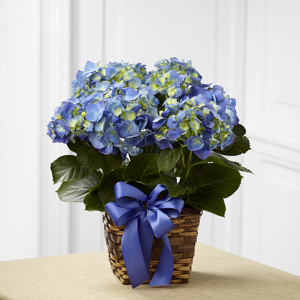 Blue Hydrangea Planter – Nicholasville Florist, Nicholasville KY