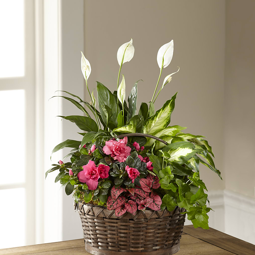 Dream in Pink Dishgarden – Nicholasville Florist, Nicholasville KY