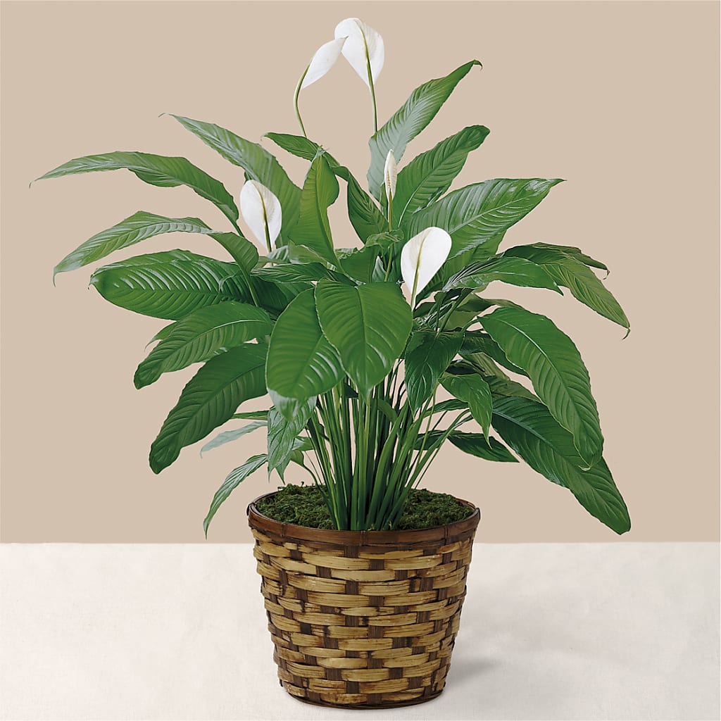 Tranquil Moments Peace Lily Plant – Nicholasville Florist, Nicholasville KY