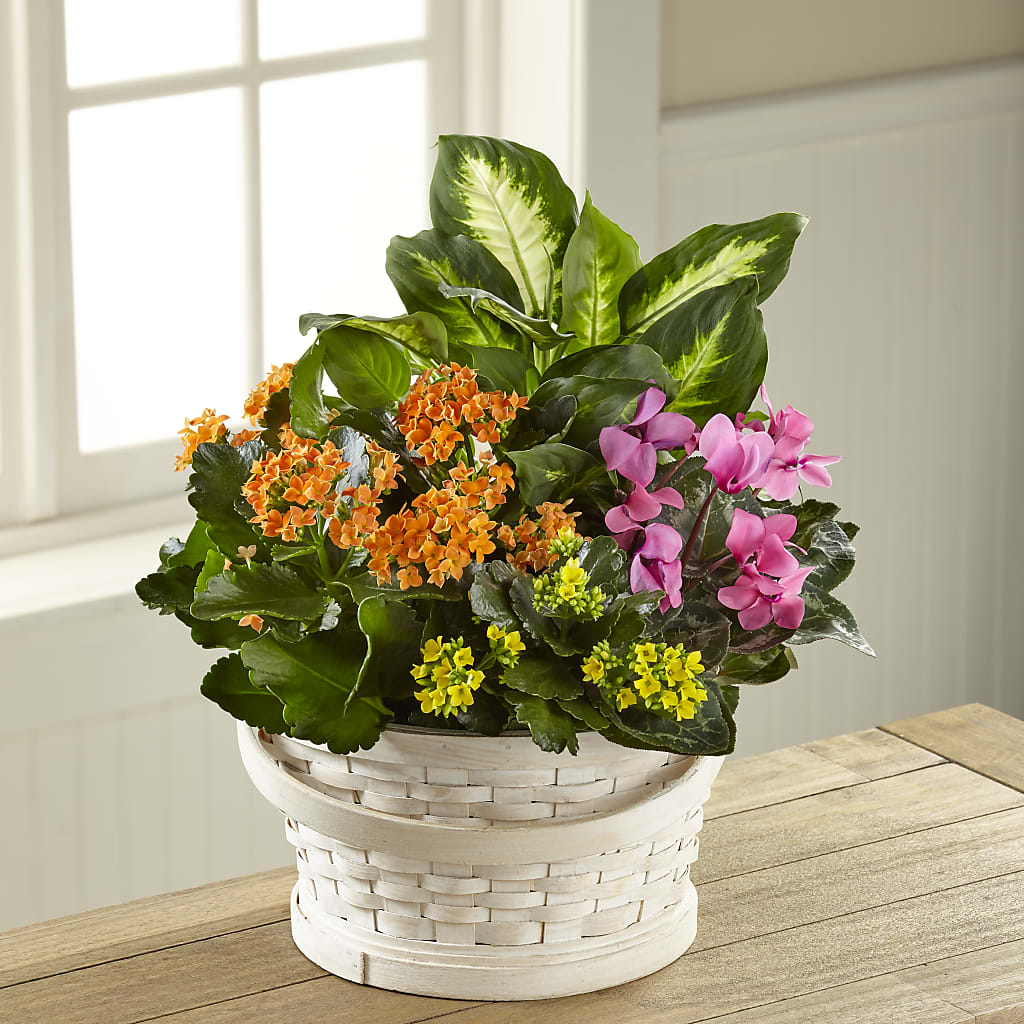 Color Crush Dishgarden – Nicholasville Florist, Nicholasville KY