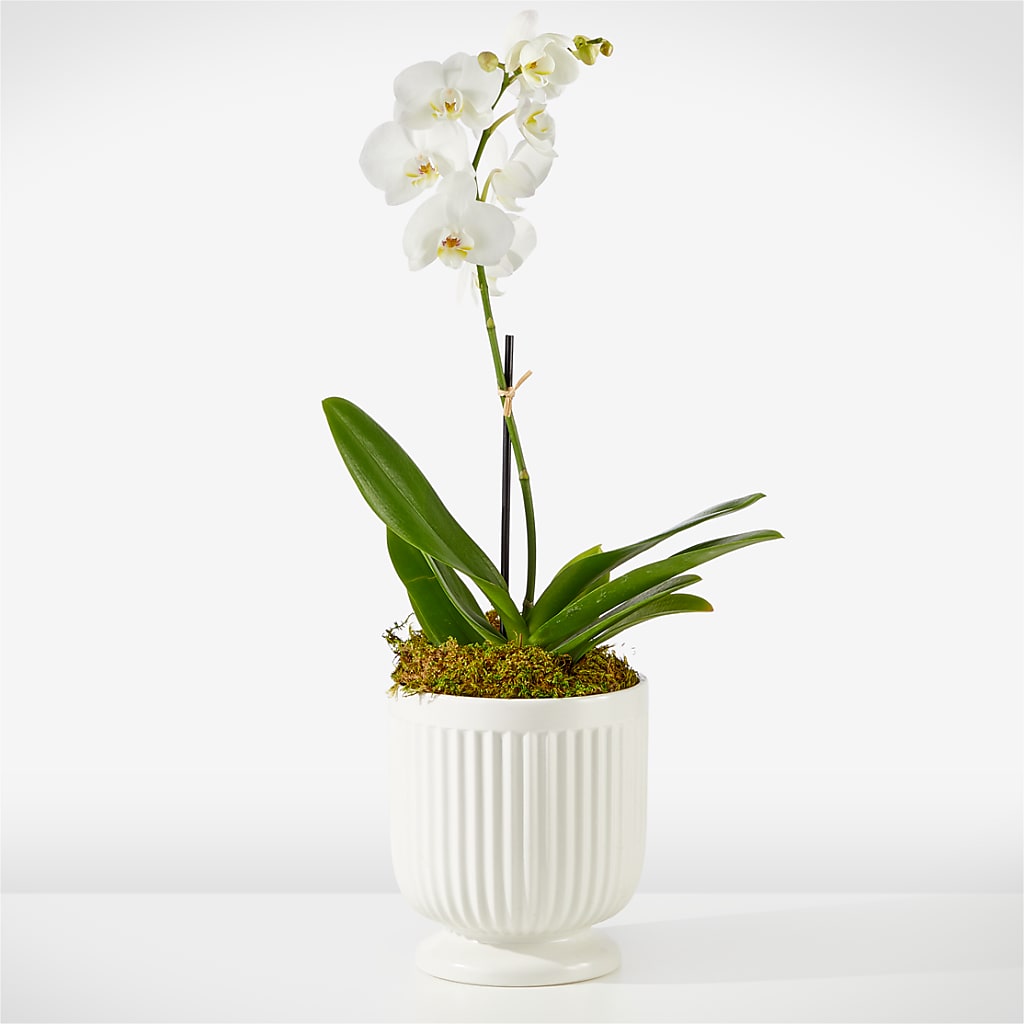 Whispering White Orchid – Nicholasville Florist, Nicholasville KY