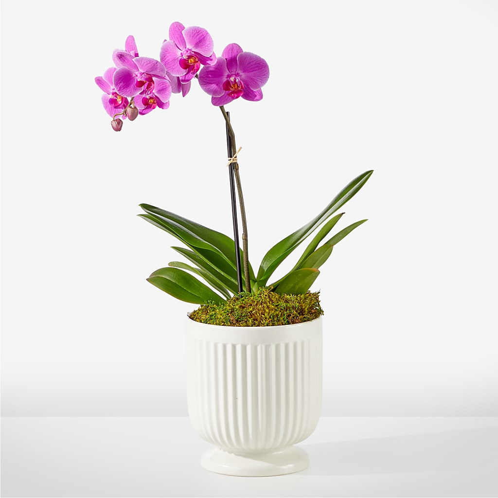 Friendly Fuchsia Orchid – Nicholasville Florist, Nicholasville KY