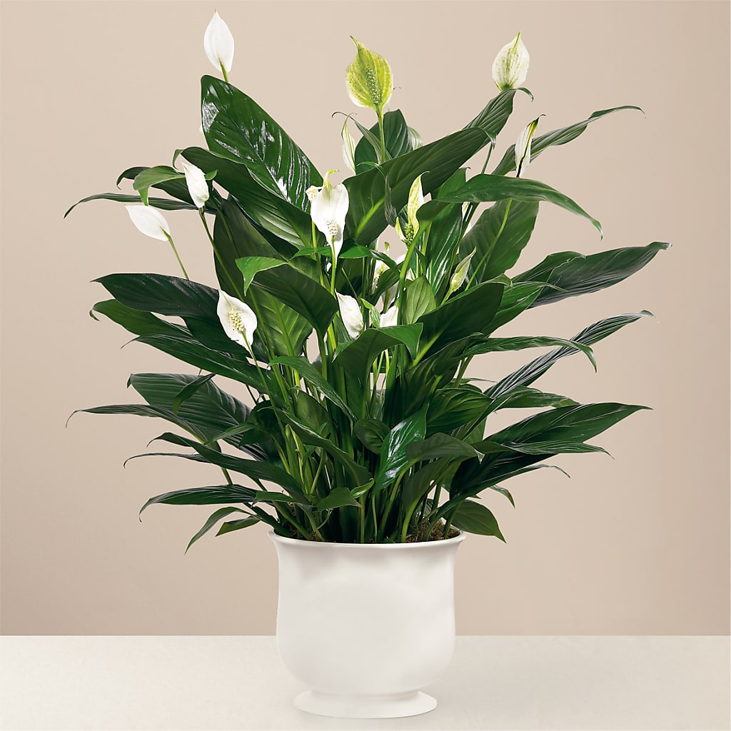 Comfort Planter – Nicholasville Florist, Nicholasville KY