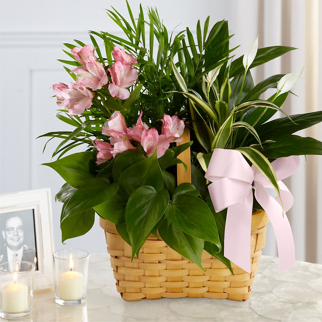 Living Spirit Dishgarden – Nicholasville Florist, Nicholasville KY