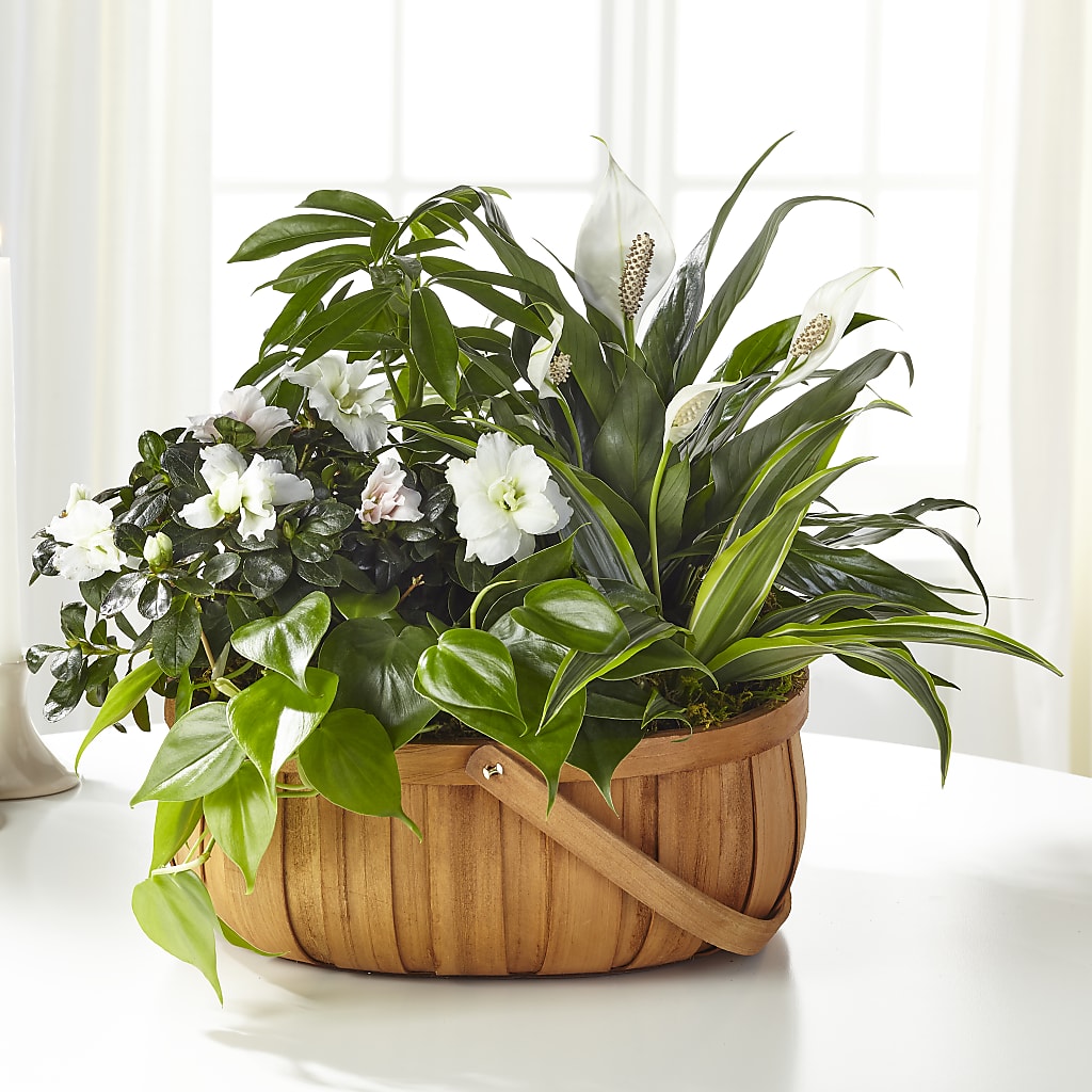 Serene Dishgarden – Nicholasville Florist, Nicholasville KY
