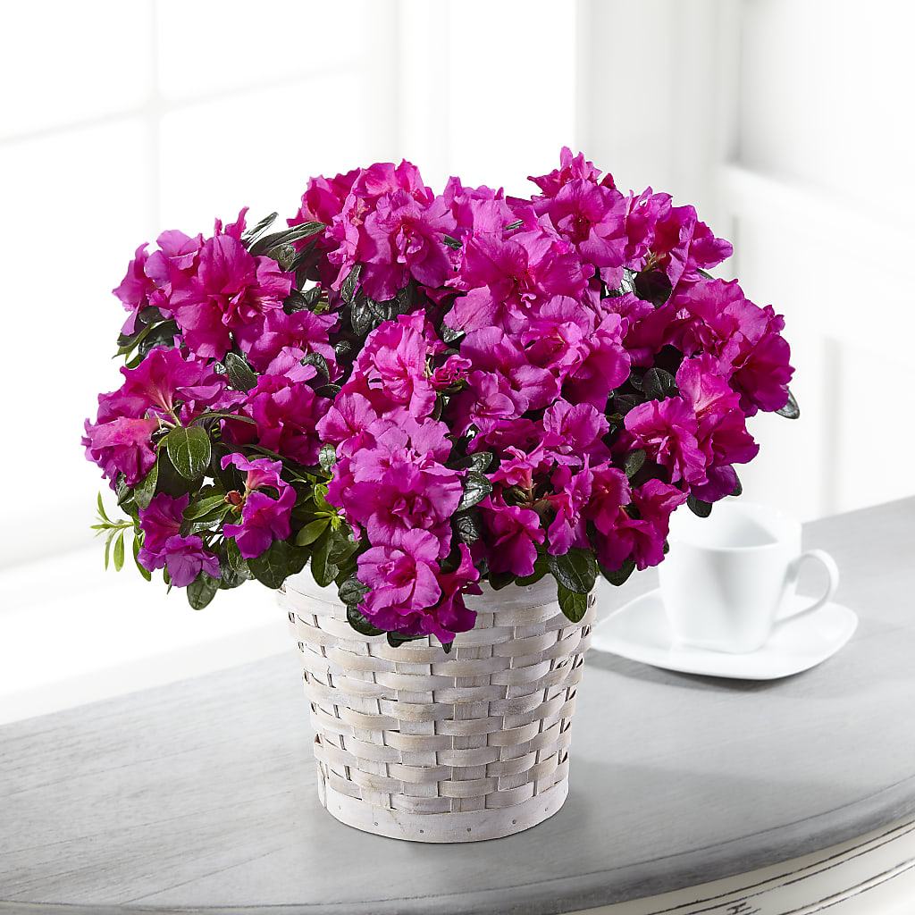 Hope & Serenity Azalea Plant – Nicholasville Florist, Nicholasville KY