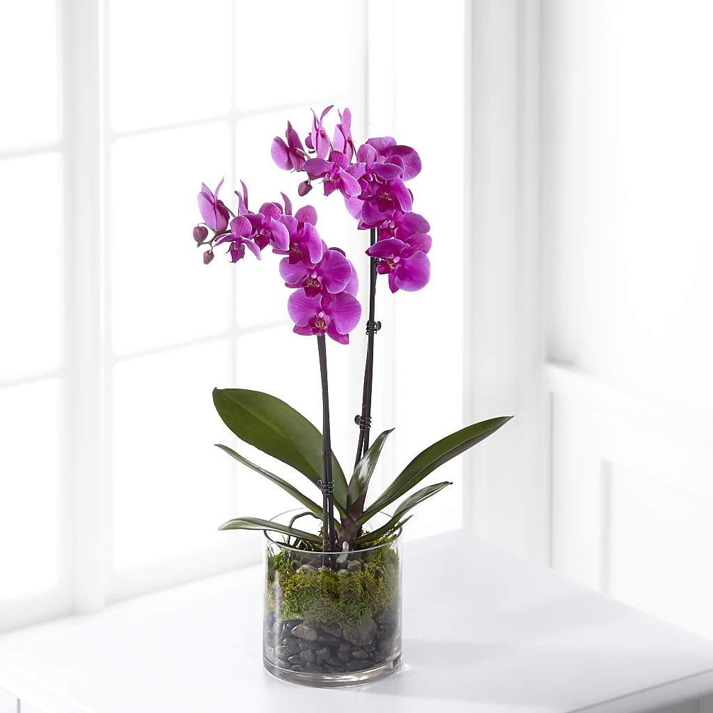 Pink Orchid Plant – Nicholasville Florist, Nicholasville KY