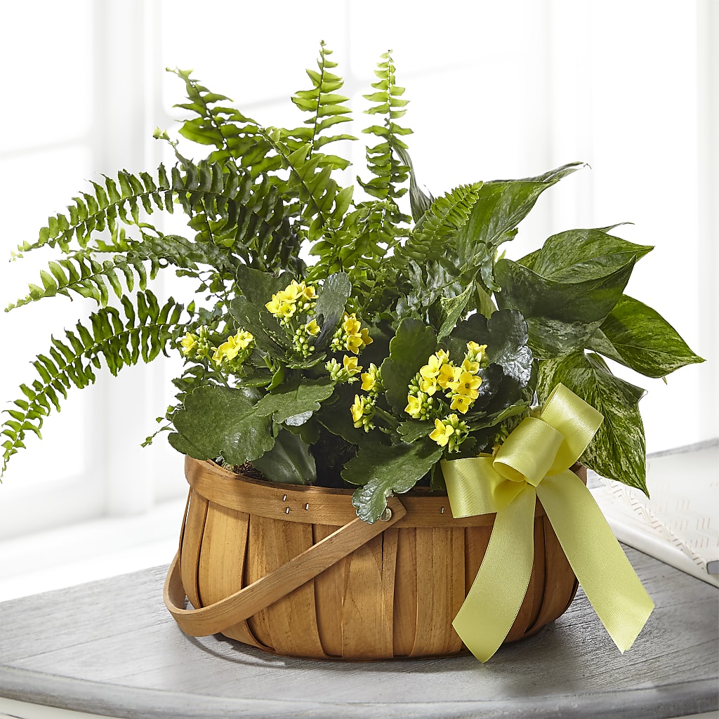Always Dear Dishgarden – Nicholasville Florist, Nicholasville KY