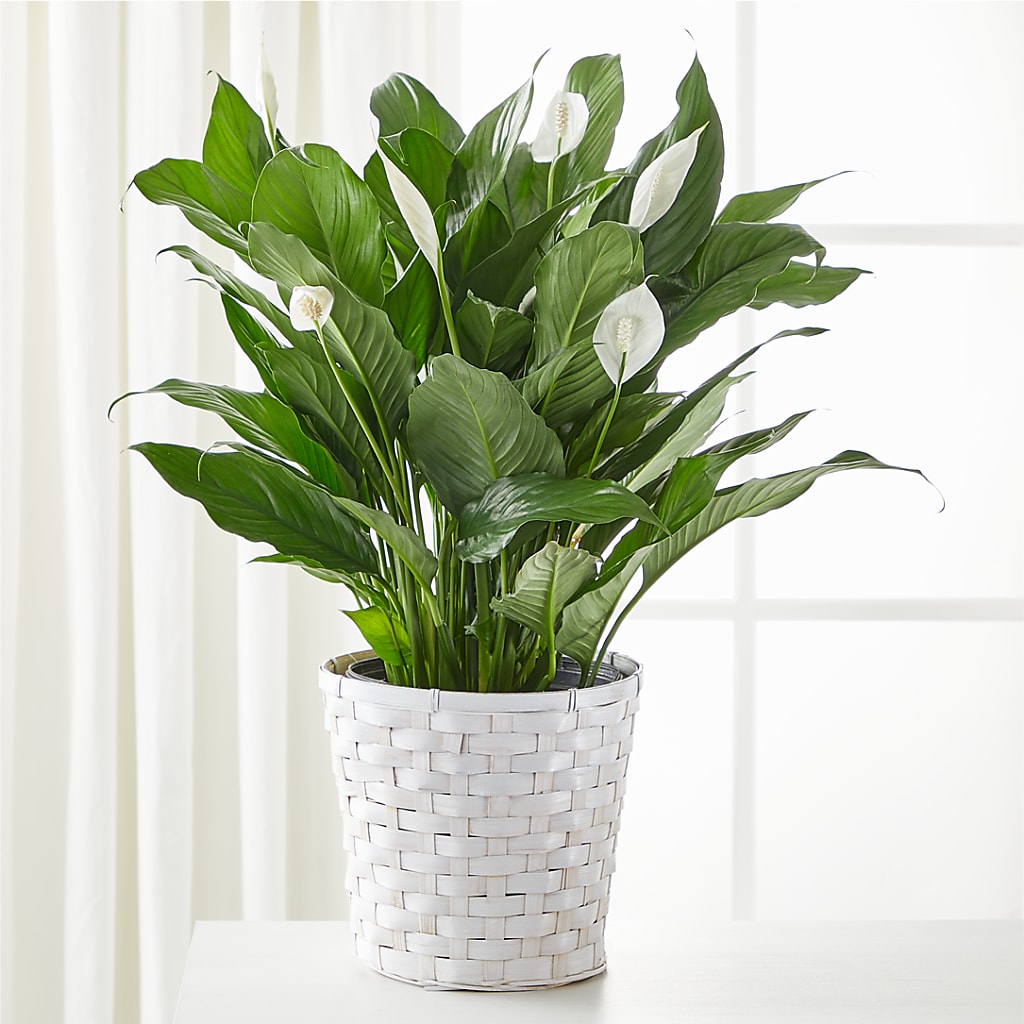 A New Leaf Peace Lily – Nicholasville Florist, Nicholasville KY