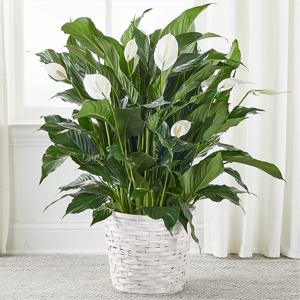 A New Leaf Peace Lily – Nicholasville Florist, Nicholasville KY