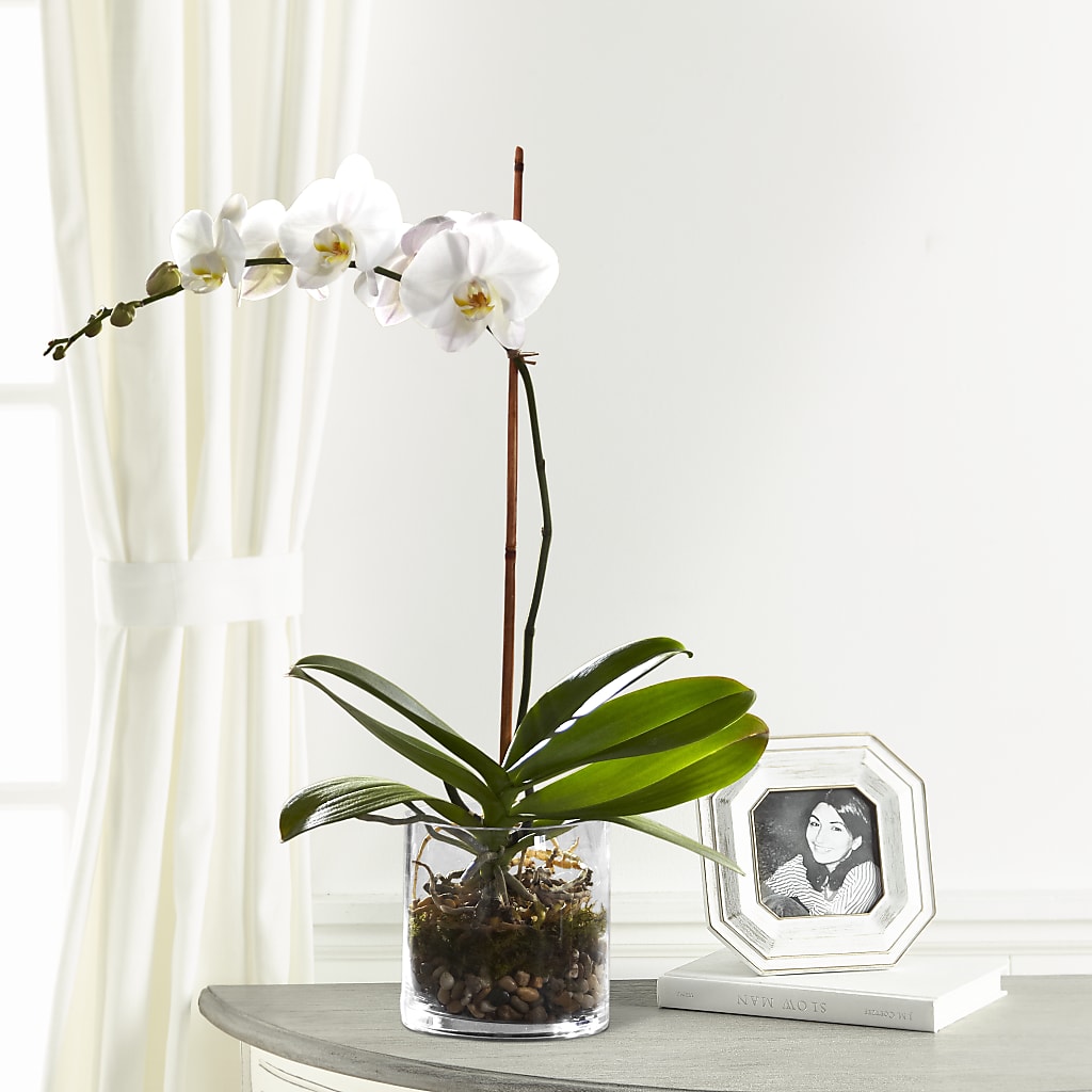 White Orchid Planter – Nicholasville Florist, Nicholasville KY