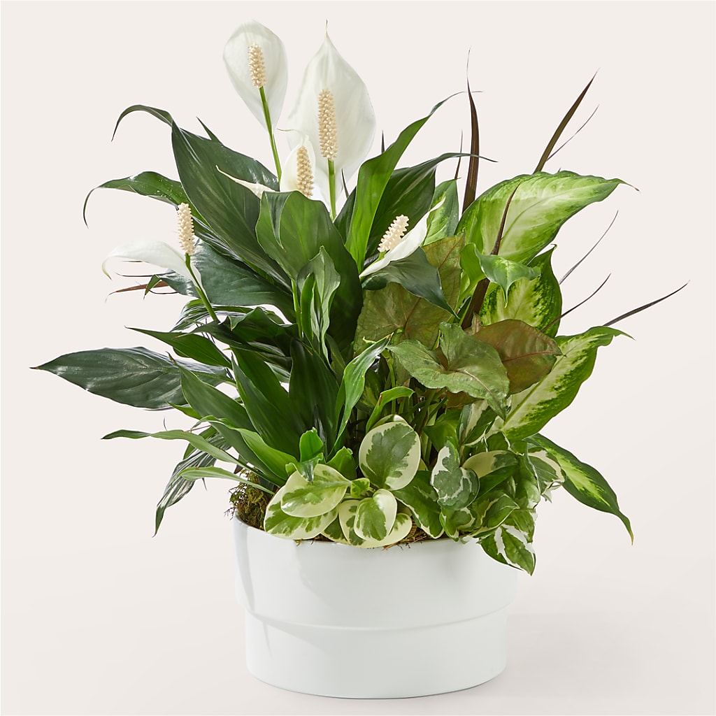 Radiating Positivity Dishgarden – Nicholasville Florist, Nicholasville KY