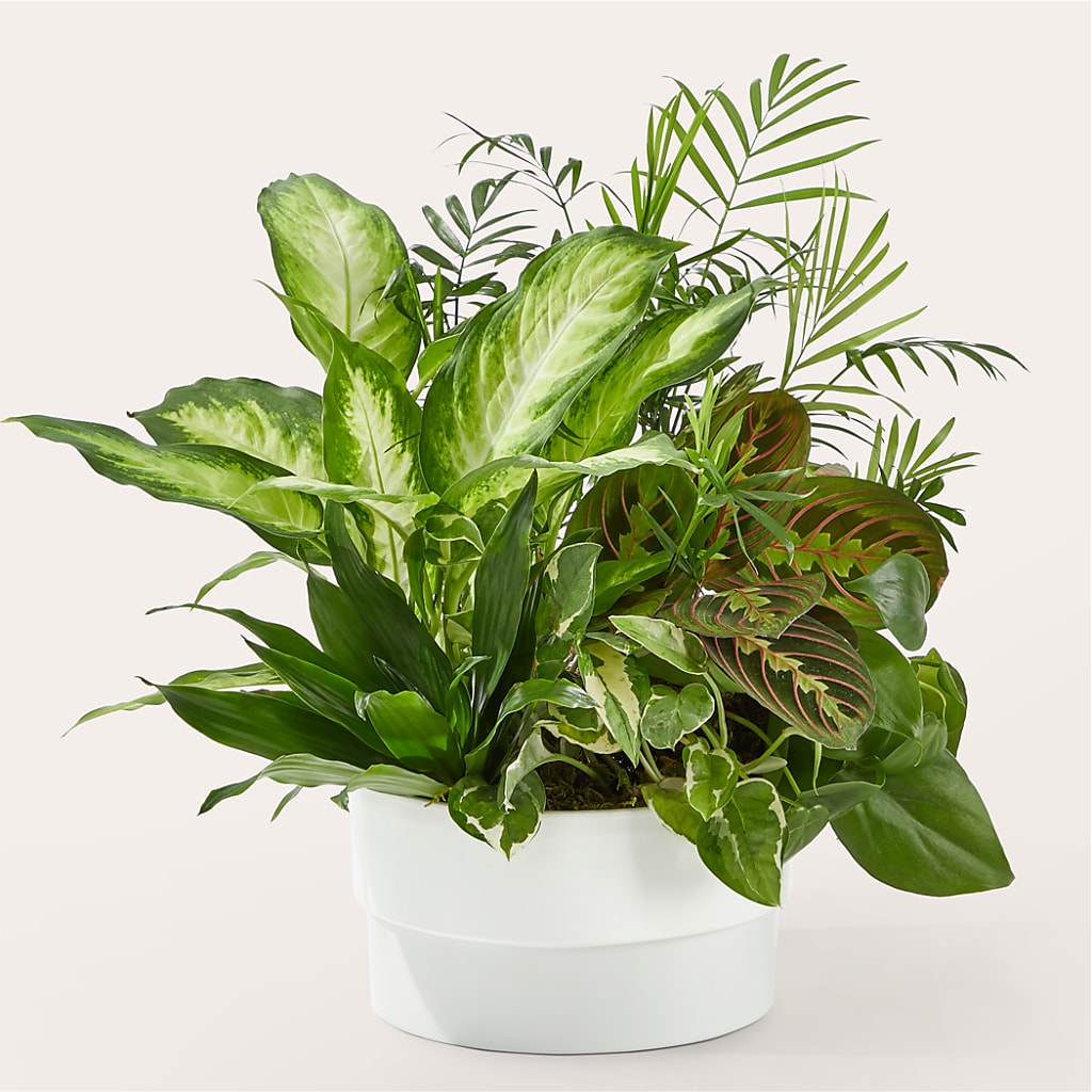 Radiating Positivity Dishgarden – Nicholasville Florist, Nicholasville KY