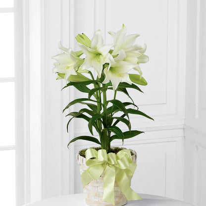 Easter Lily Plant –  Nicholasville Florist, Nicholasville KY
