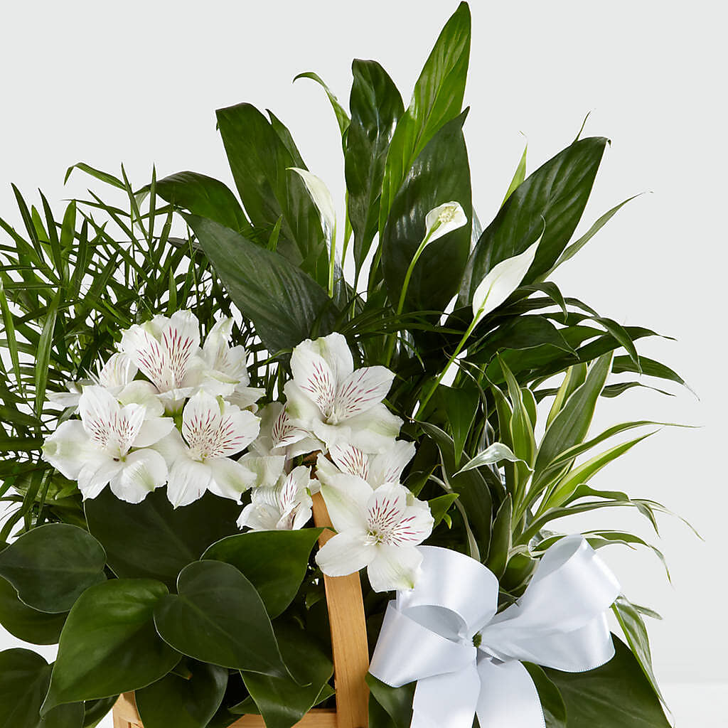 Peace & Serenity Dishgarden –  Nicholasville Florist, Nicholasville KY