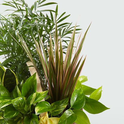 French Garden –  Nicholasville Florist, Nicholasville KY