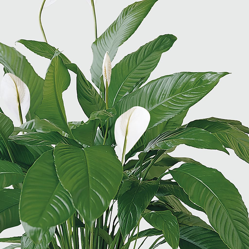 Tranquil Moments Peace Lily Plant –  Nicholasville Florist, Nicholasville KY