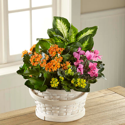 Color Crush Dishgarden –  Nicholasville Florist, Nicholasville KY