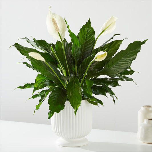 Comfort Planter –  Nicholasville Florist, Nicholasville KY