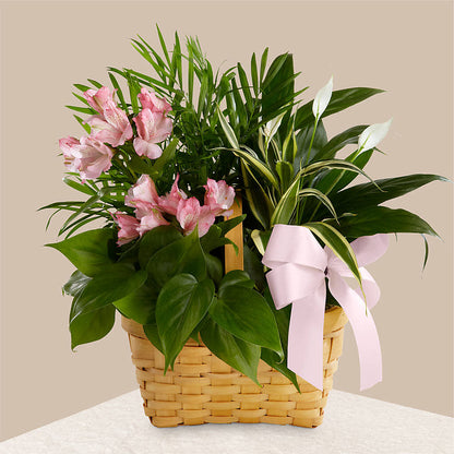 Living Spirit Dishgarden –  Nicholasville Florist, Nicholasville KY