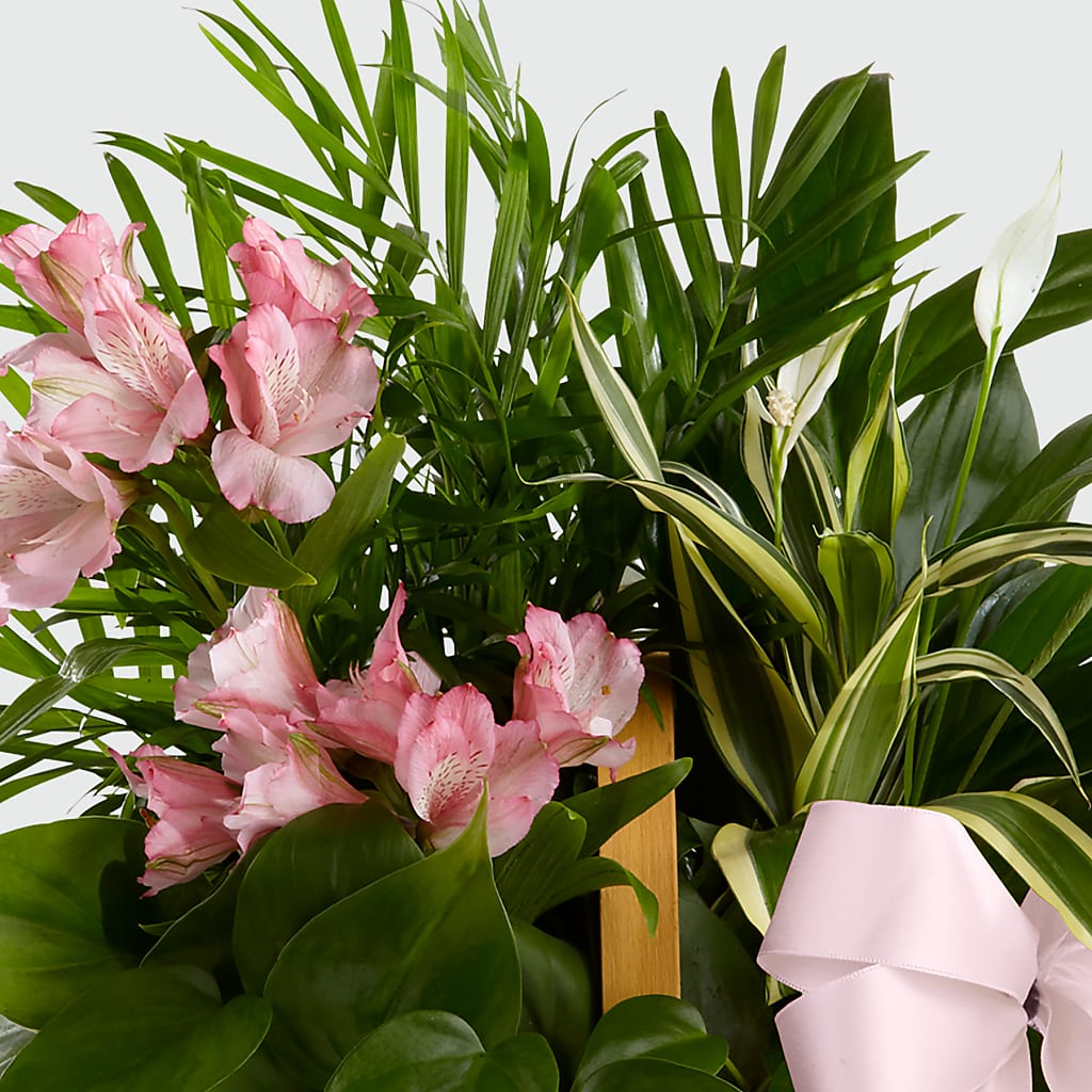 Living Spirit Dishgarden –  Nicholasville Florist, Nicholasville KY