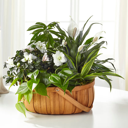 Serene Dishgarden –  Nicholasville Florist, Nicholasville KY