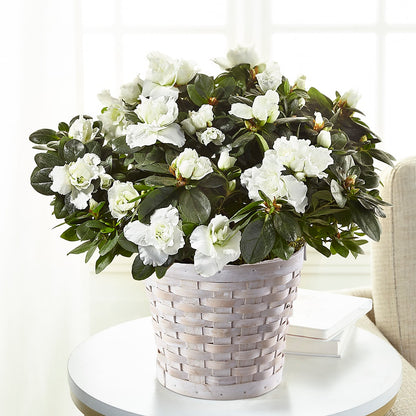 White Azalea Plant –  Nicholasville Florist, Nicholasville KY