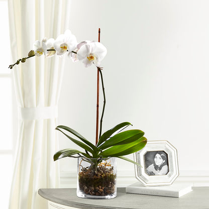 White Orchid Planter –  Nicholasville Florist, Nicholasville KY