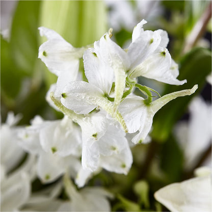 Classic Ivory – A Florist Original –  Nicholasville Florist, Nicholasville KY